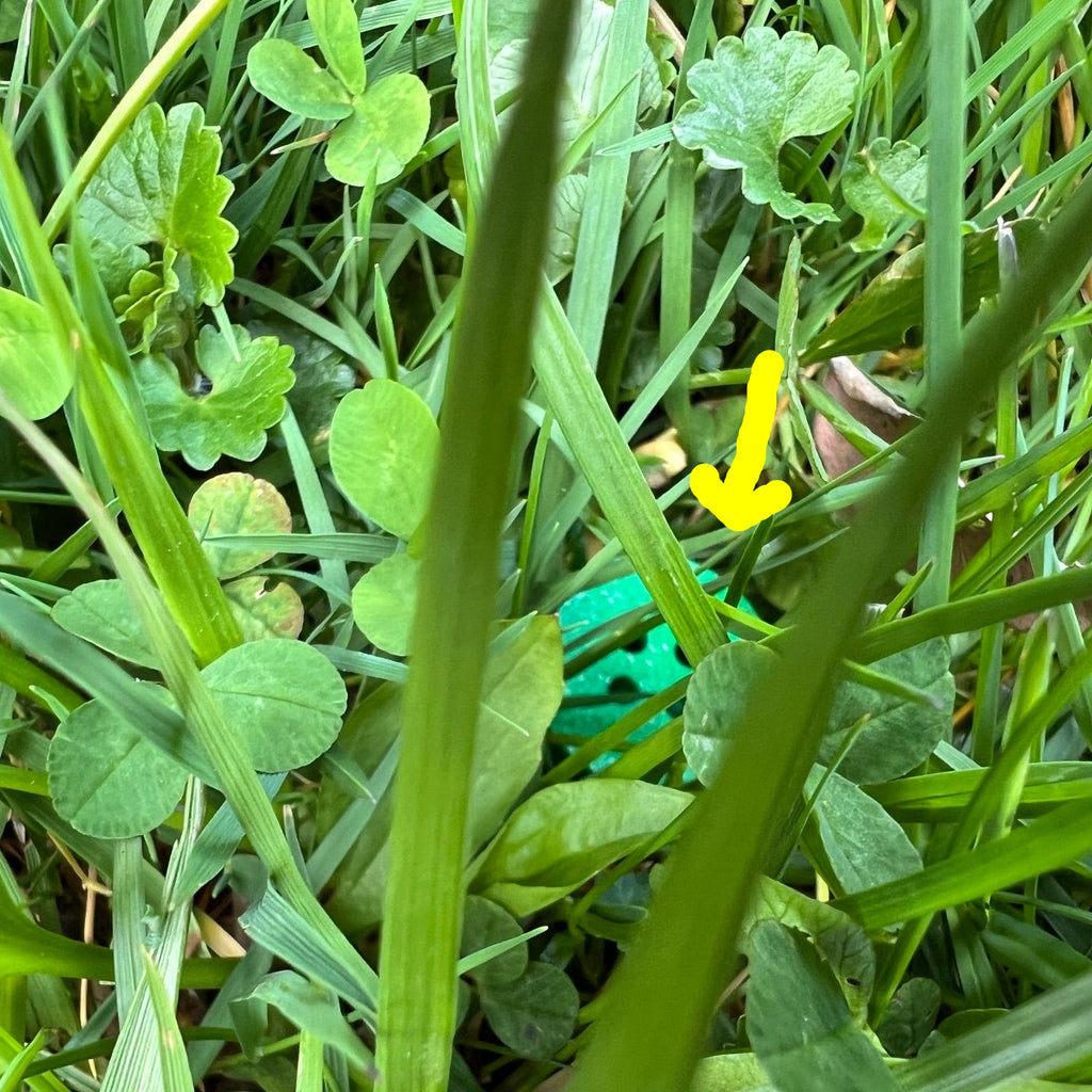 A bright green scent work hide shaped like a golf tee with four holes on the top.  The hide is outdoors and partially hidden in green grass and clover.