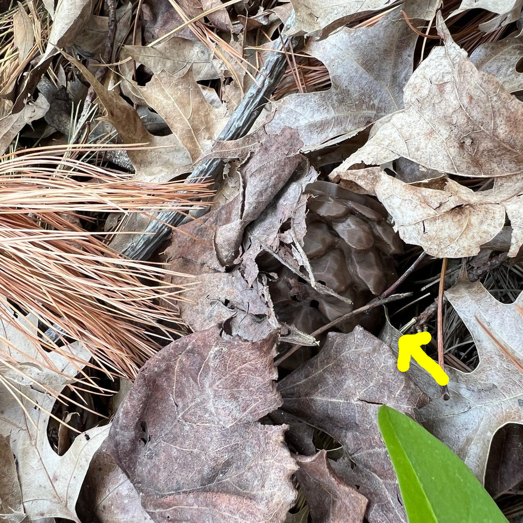Close-up of dark brown pinecone scent work hide nestled into and partially hidden by leaves, pine needles, twigs, and a small bright green leaf on the forest floor.  There is a yellow arrow pointing out the hide which is very difficult to see. 