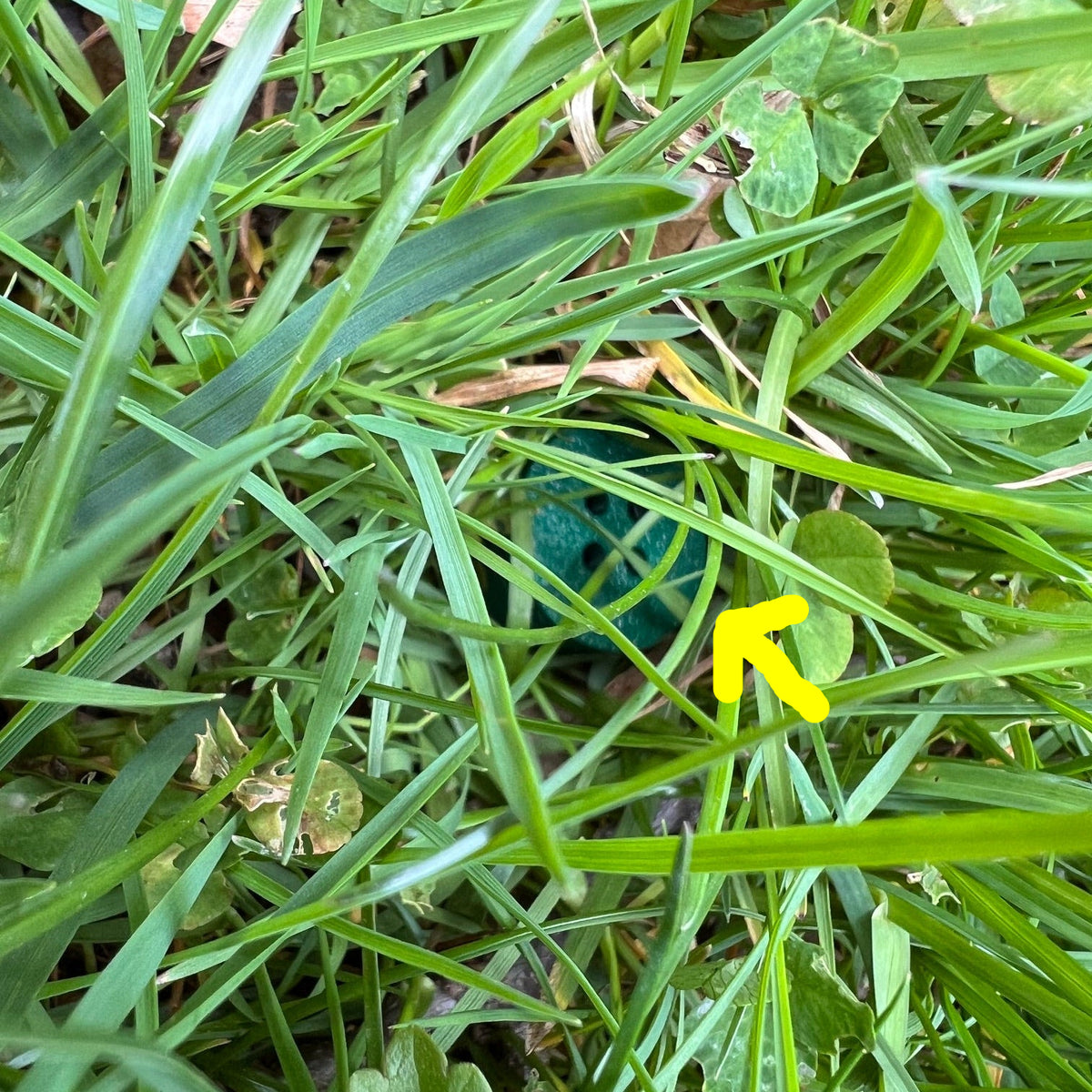 A dark green scent work hide shaped like a golf tee with four holes on the top.  The hide is outdoors and partially hidden in green grass and clover.