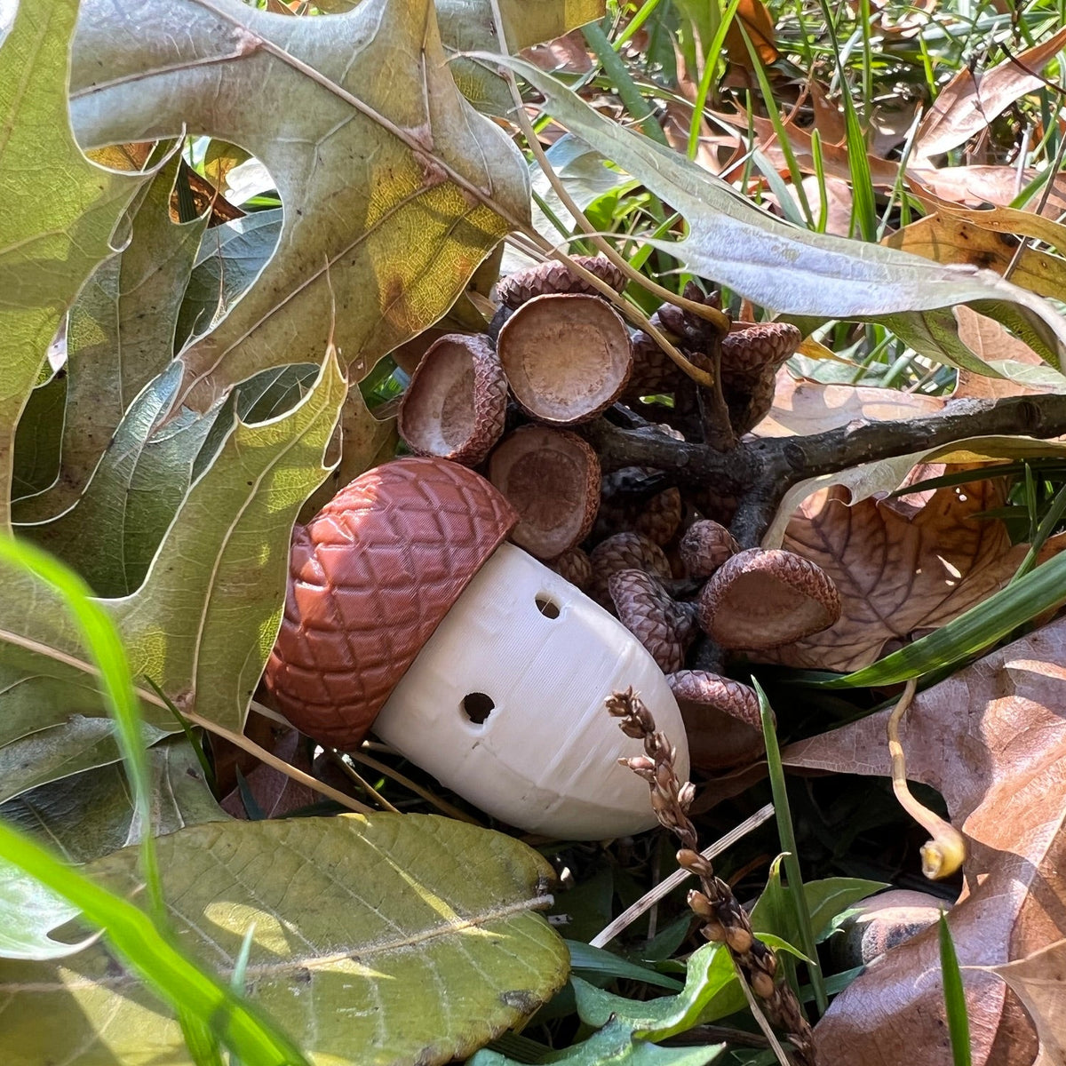 Acorn