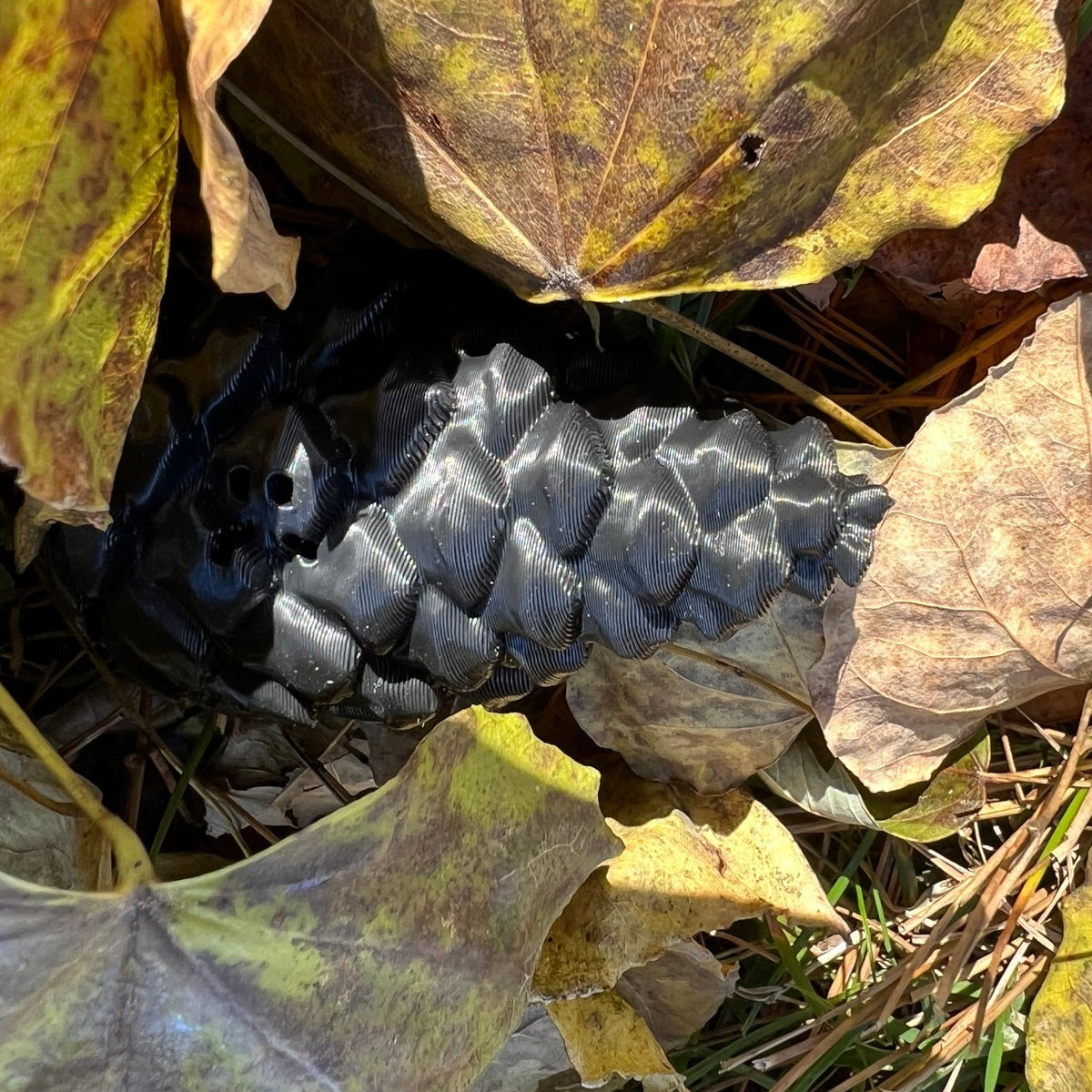 Pinecones