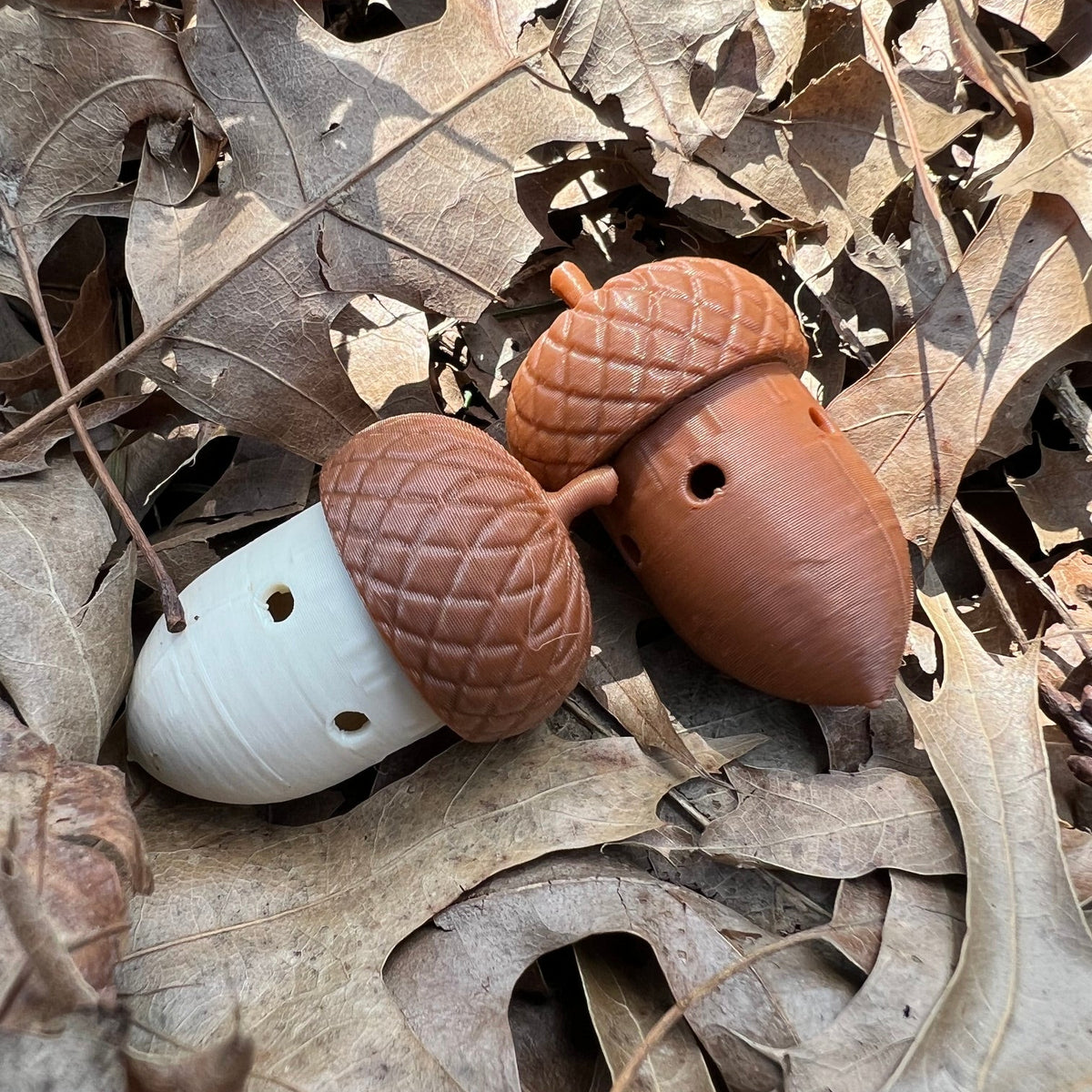 Acorn