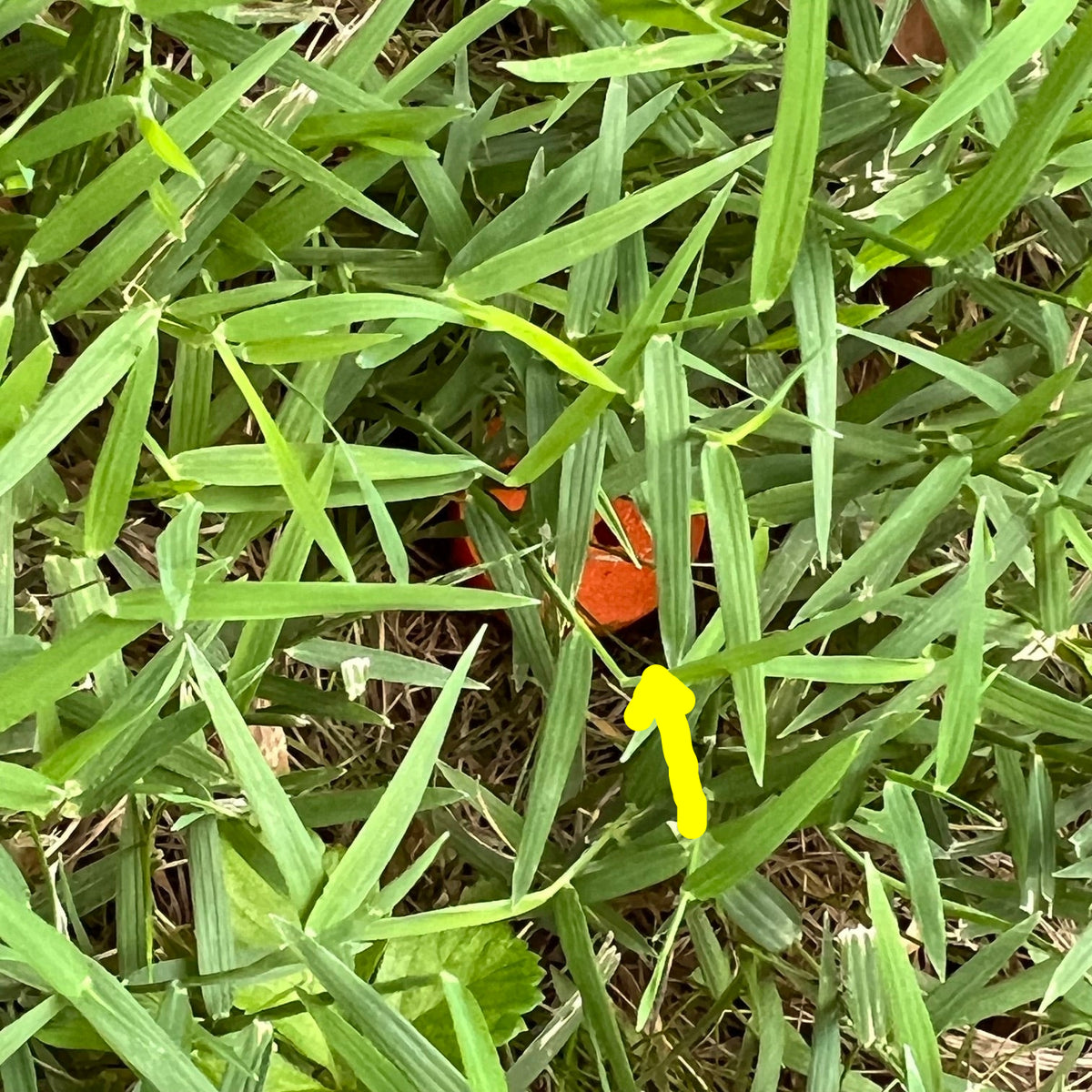 A close-up view of green grass blades with a small bright orange scent work hide partially visible in the center.