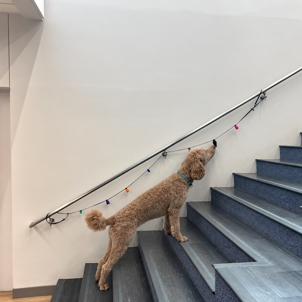An apricot standard poodle stands on indoor stairs demonstrating use of the "Sniff Line" dog training aid which is placed against a white wall hanging on the hand rail of the stairs.  Several scent work vessels hang on the line.