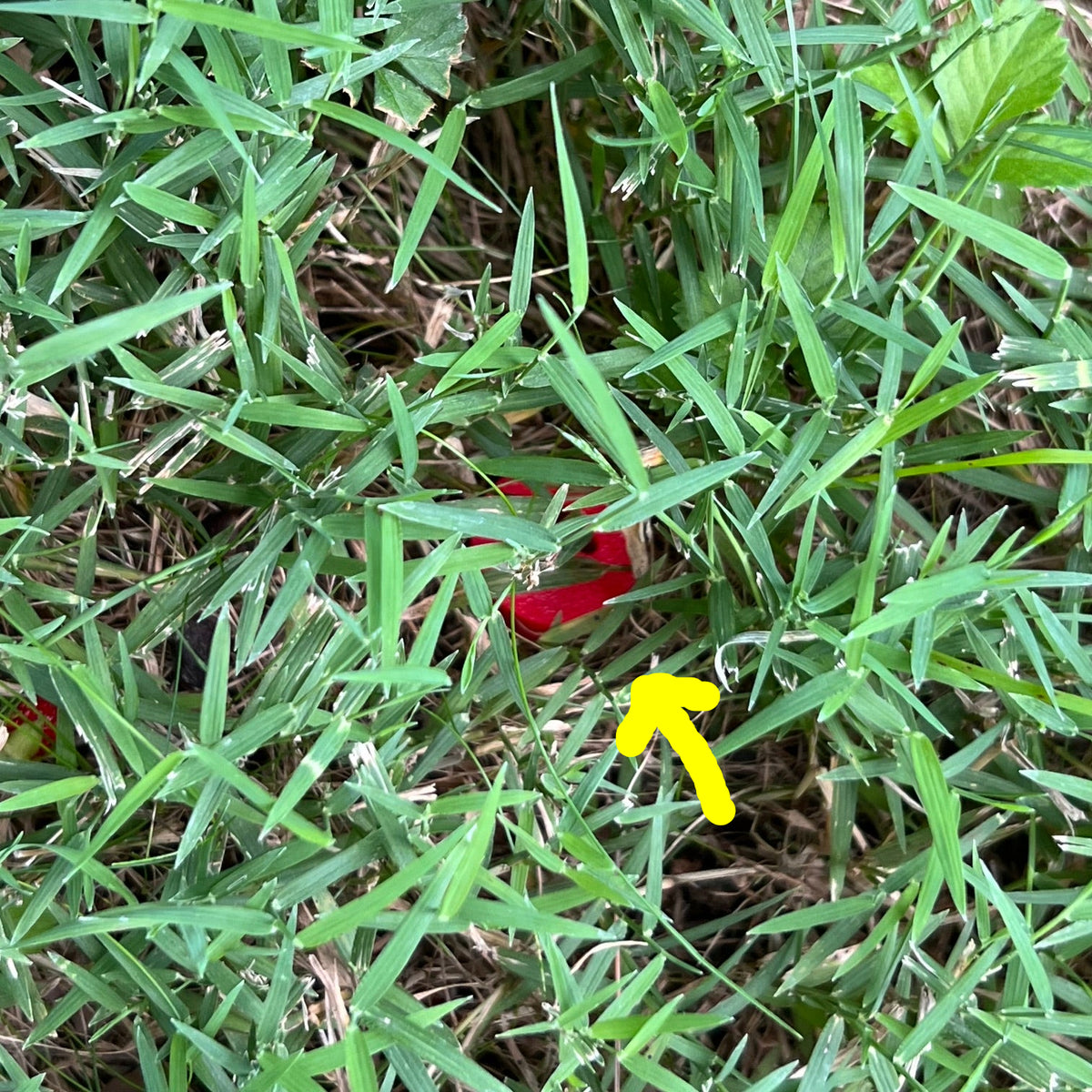 Green ornamental grass growing in a garden bed with dry brown grass and a small scent work hide partially visible among the blades.