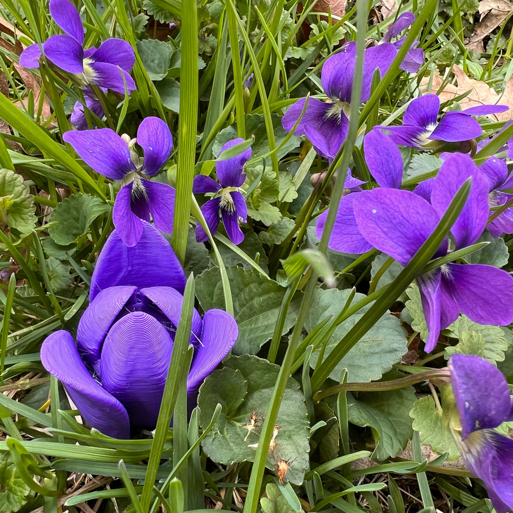 A purple tulip shaped scent work vessel nestled among violet purple flowers blooming among green grass and leaves outdoors.