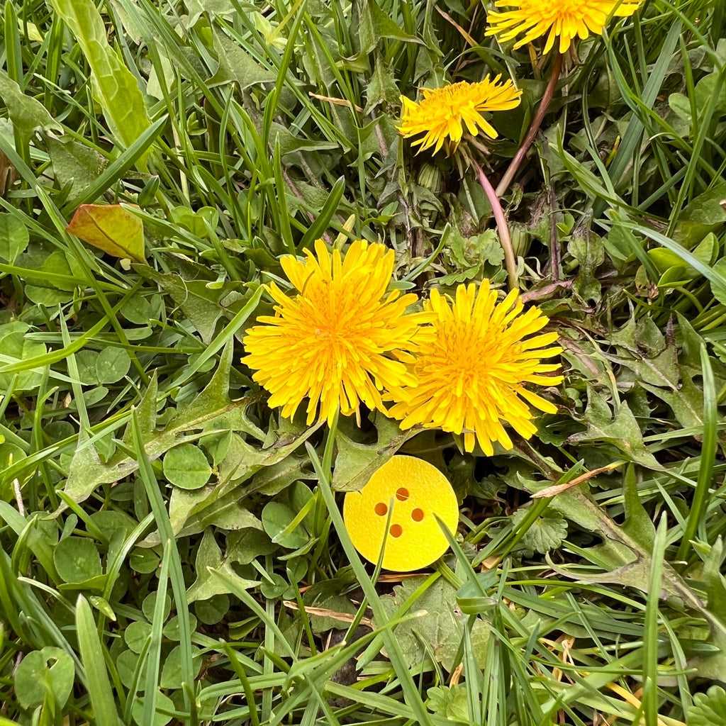 A bright yellow scent work hide shaped like a golf tee with four holes on the top giving the appearance of a button.  The hide is outdoors and partially hidden in green grass and surrounded by several dandelions in matching bright yellow.
