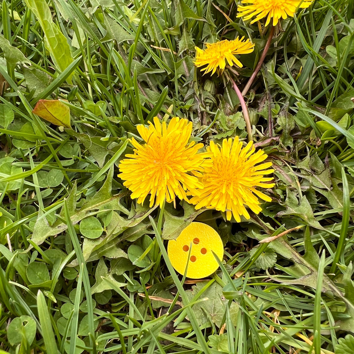 A bright yellow scent work hide shaped like a golf tee with four holes on the top giving the appearance of a button.  The hide is outdoors and partially hidden in green grass and surrounded by several dandelions in matching bright yellow.